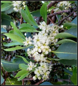 box tree blossom