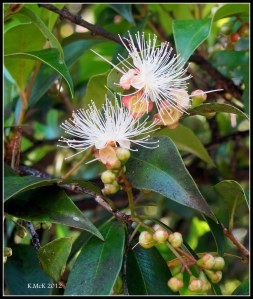 unknown delicate blossom