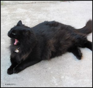 yawning - seriously