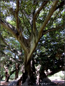 hyde park_1