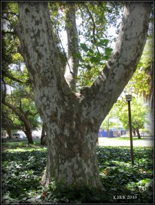 hyde park_10