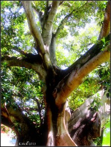 hyde park_14