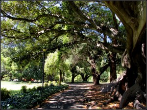 hyde park_15