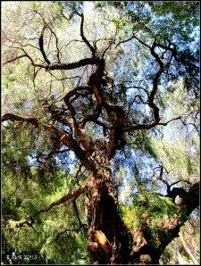 hyde park_3