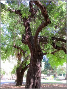 hyde park_4