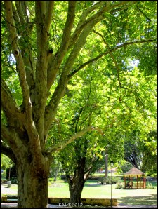 hyde park_6