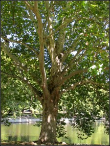 hyde park_7