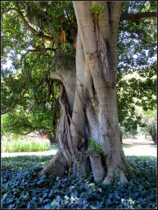 hyde park_9