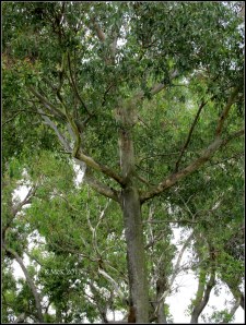 murdoch_trees_1