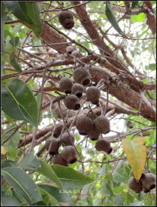 nuts_murdoch