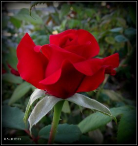 bud