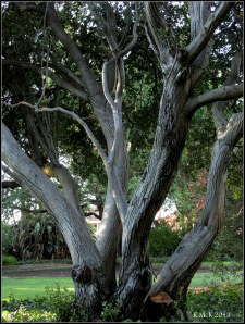 r_tree