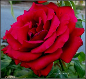 roadside red