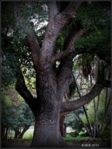 hyde park_tree