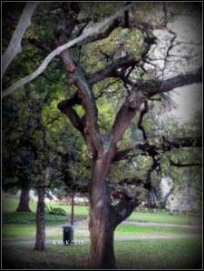 hyde park_tree_5