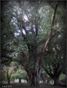 hyde park_trees