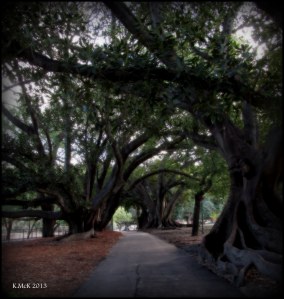 hyde park_trees_4