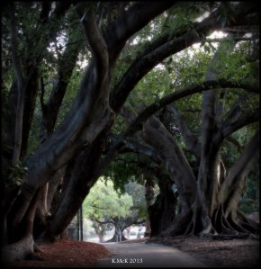 hyde park_trees_5