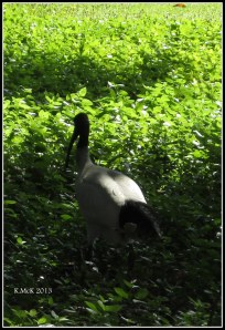 hyde park_4