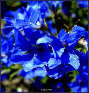 hyde park_6