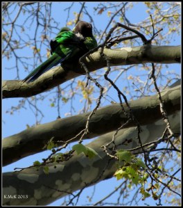 hyde park_8