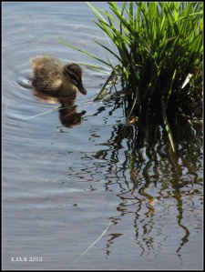 hyde park_ducks_1