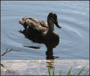 hyde park_ducks_3