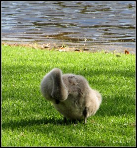 swans_1