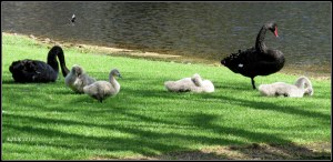 swans_2