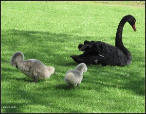 swans_3