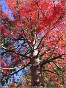 illawarra flame tree_3