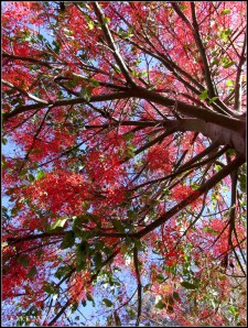 illawarra flame tree_4