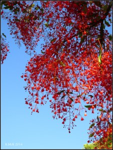 illawarra flame tree_6