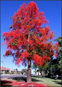 illawarra flame tree_8