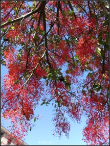illawarra flame tree_9