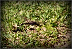 dragonflies_2