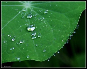 raindrops_12
