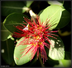 flower_1