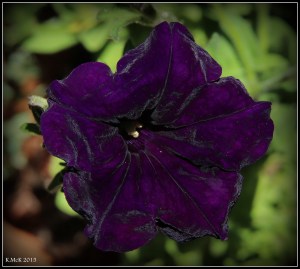 flower_1