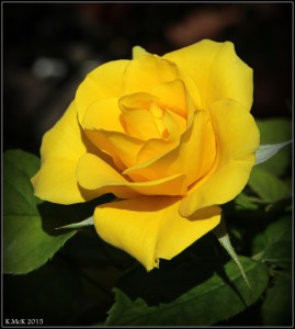 flower_1