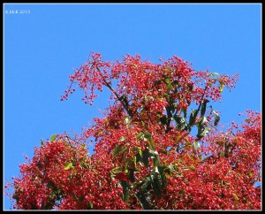 flower_1