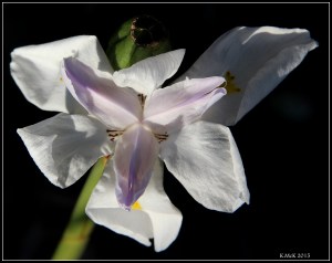 flower_2