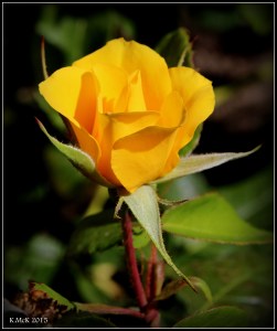 flower_2