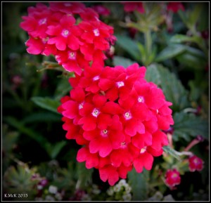 flower_4
