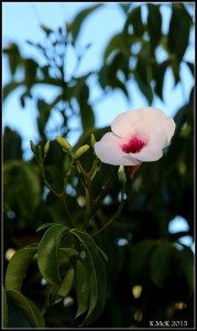 flower_5