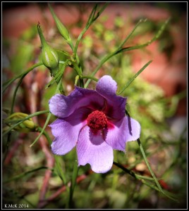native flower
