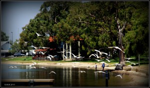 birds_12
