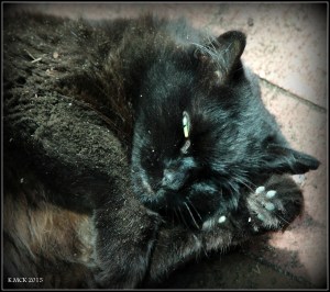cat_1
