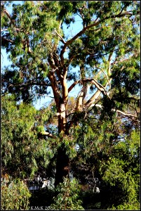 daglish trees_10