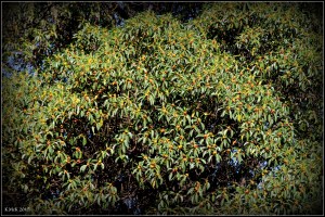 daglish trees_12